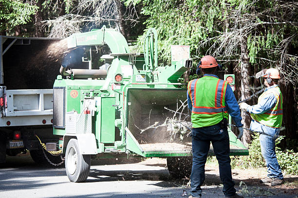 How Our Tree Care Process Works  in  Old Stine, CA